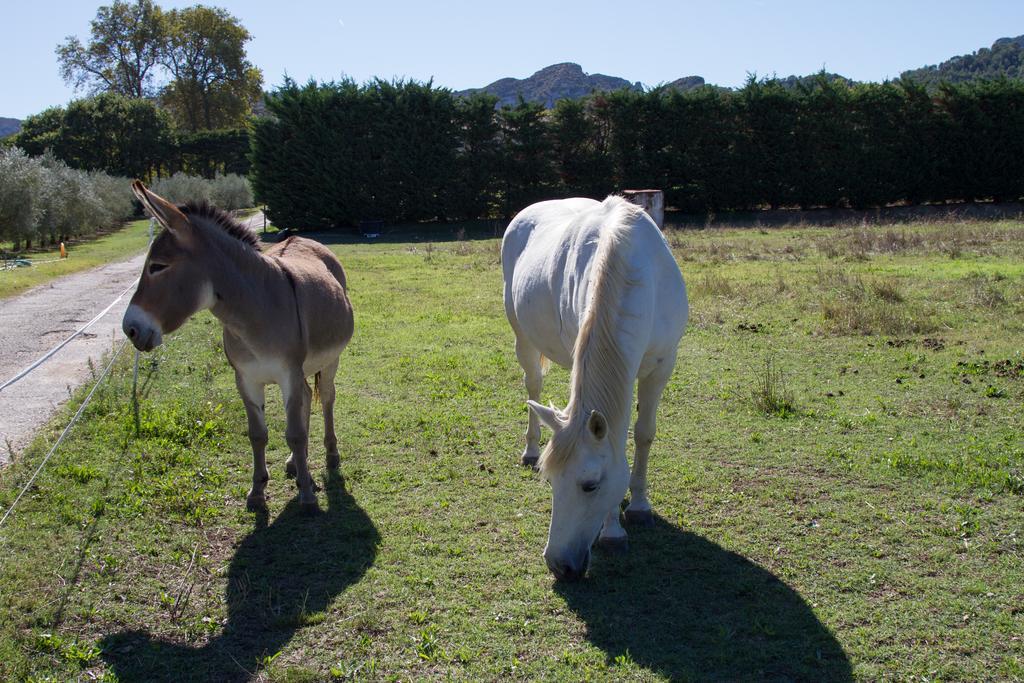 Les Résidences de Métifiot Saint-Rémy-de-Provence Esterno foto