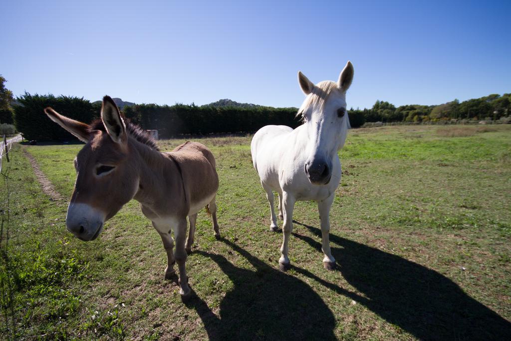 Les Résidences de Métifiot Saint-Rémy-de-Provence Esterno foto